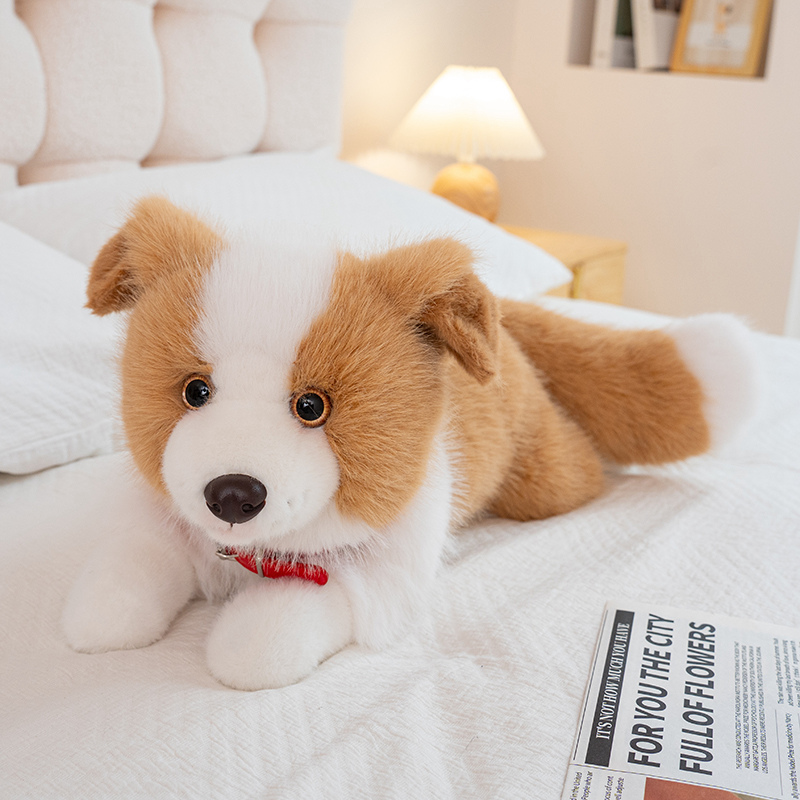Collie With Collar