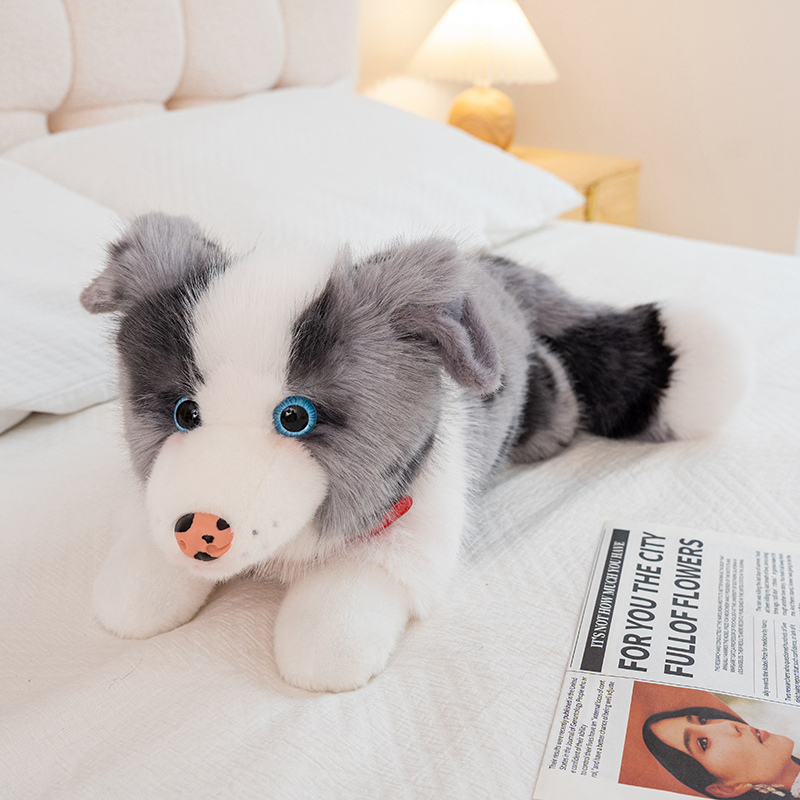 Collie With Collar